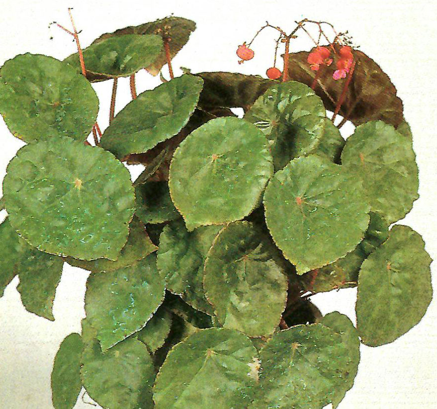 B. ‘Malaysian sp. No.1?’